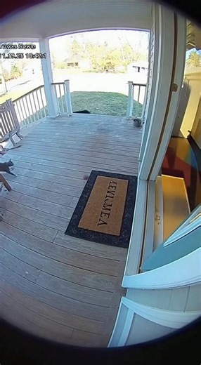 153K views · 948 reactions | Security Camera Captures Fearless House...