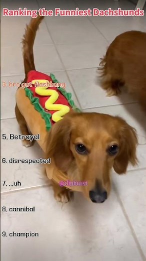 Ranking the funniest dachshunds on the internet 😭🐶 #DogVideos #SausageDog #clipburst #shorts