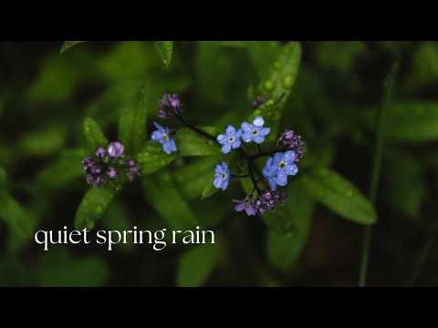 10 Minutes of Quiet Spring Rain | Green Forest, Raindrops, and Early Flowers