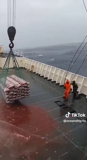 Explore the Wonders of Sea Life on Ship Life Adventures