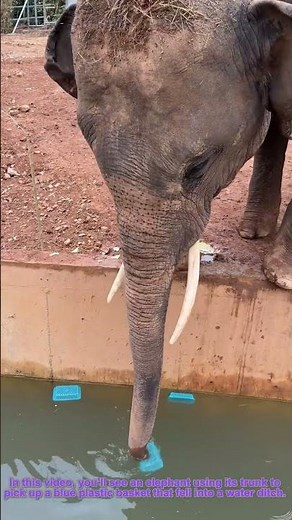 Elephant Retrieves Floating Basket: Physics & Animal Intelligence in Action