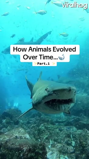 How Animals Evolved Over Time: A Journey Through Evolution