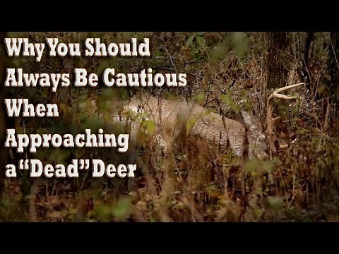RARE VIDEO! "Dead" Buck Comes Back to Life! Deer Hunting Blood Trailing, Tracking & Recovery Tips