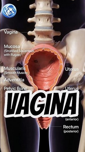Vagina Anatomy Explained | Medical Education#VaginaAnatomy#FemaleAnatomy