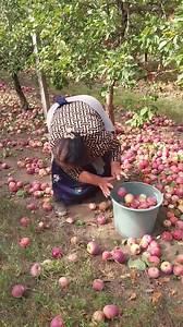 1.3M views · 10K reactions | Gyerünk te mágnesp....ájú franci! !!!! :D :D :D A NAP VIDEÓJA!!! ARANKA ALMÁT SZED! | Sinter | Facebook