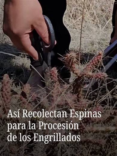 En el pueblo de Atlixco, Puebla, durante el Viernes Santo se realiza la llamada Procesión de los Engrillados, una penitencia en agradecimiento a Jesucristo a través del dolor físico. Los participantes cargan pesadas cadenas y llevan en brazos y piernas espinas de huizache. #viralnmás #Puebla #Atlixco #semanasanta