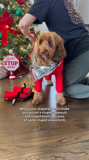 Theo the Notorious Doodle & the Warden from 📍Chicago on Instagram: "Can we hurry up here, geez 🙄 #snowdog #winterdog #labradoodles #dogsnow #funnydogsofinstagram"