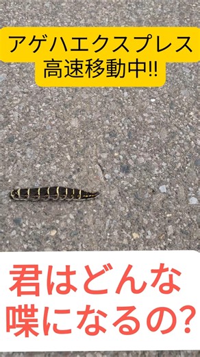 🌏【Insect Observation】What is this larva❓️ "I think it'll turn into some kind of butterfly" #Insec...