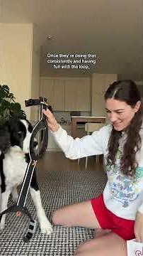 This is why your dog won't wear their harness #dogtraining #dogtips