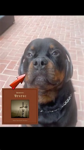 Sermons | Headphone dog converted to Orthodoxy ☦️ #jesusisking #christianity #christiantiktok #orthodoxchristian #greekorthodox #CapCut #foryoupage | Instagram
