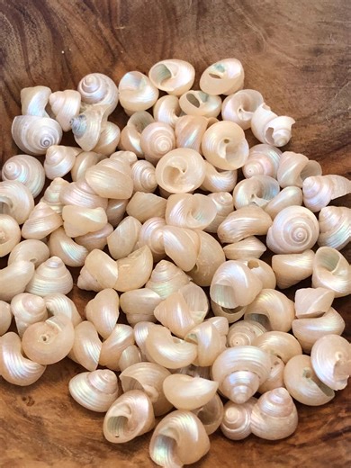 Vintage Lot of 100 Natural Pearlized Trocus 9mm Shells With Hole - Etsy