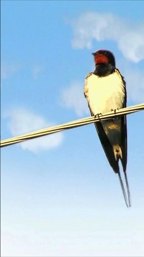 Schwalben: Ihr ganzes Leben im Flug 🪶 #Wildlife #Erstaunlich