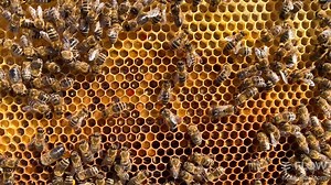 19K views · 629 reactions | Did you know that bees don’t actually eat...