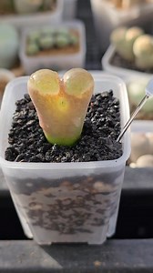 #Conophytum A special kind of succulents | Indoor Plants Advisors
