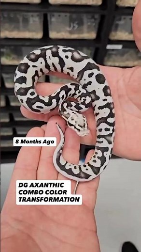 DG Axanthic Ball Python Color Transformation