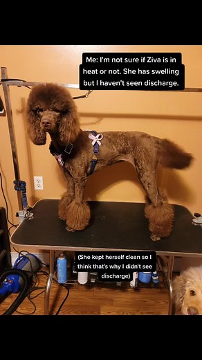 Understanding Dog Flagging Behavior in Heat