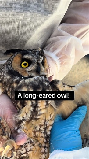 We admitted a Long-eared Owl, a Connecticut endangered species, after he was found outside Dal Mare Pizzeria in Stratford, CT by Nick and his family. Nick called Banks Collins and she and her Dad Andrew headed over, contained the owl and drove him to us for care.. Thanks to the quick action of all of these Good Samaritans, he was able to receive immediate care. It truly takes a village. He is currently in critical condition and his prognosis remains guarded. Supportive care has been initiated, i