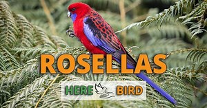 Rosellas Care Guide: Diseases, Prices, Behavior, Lifespan and Info