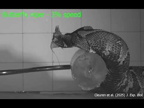 Full speed snake strikes - then in slow motion