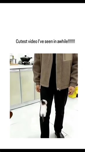 MEMES HUBS on Instagram: "The community usa #This X post shares a 10-second Al-generated video clip of a tiny kitten playfully emerging from a man's jacket pocket in a kitchen setting, accompanied by a snippet of a romantic song, which has amassed 24k likes and 648k views in hours. The video originates from an earlier post on January 2, 2026, explicitly created using xAl's Grok Imagine tool to promote a "Pocket Kitty" T-shirt design on Etsy, featuring smoother animations of the same concept. Rep