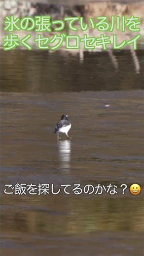 凍った川の上を歩くセグロセキレイ😄 撮影機材SONYα7RV FE 200-600mm F5.6-6.3 G OSS SEL200600G 動画#野鳥撮影＃キャンプ