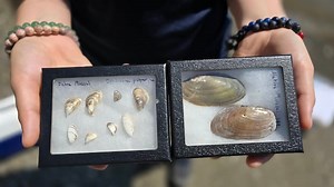 Stopping the spread of zebra mussels