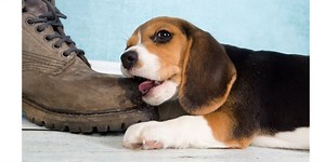 The evidence is in and the world has an unexpected 'naughtiest' dog breed