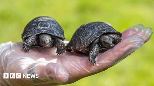 First giant Galapagos tortoises born at Crocodiles of the World