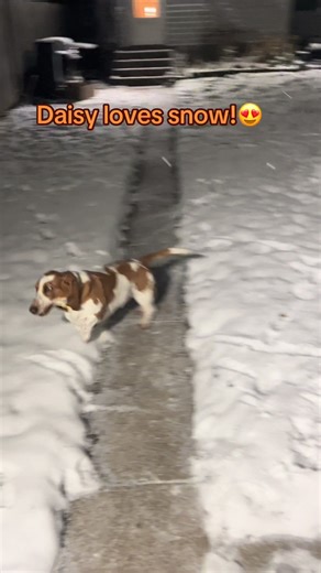 Meet Daisy the Basset Hound Enjoying the Snow