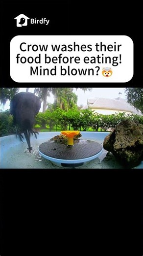 Crow washing the food #birdfeeder😯 #birdmaster #birds #birdfy #funny #newjersey #northcarolina