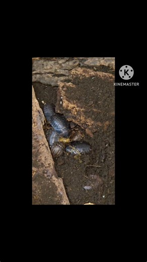 A look at some Banana Bay Discoids feeding on pieces of clementine. It is important to provide a quality diet to your feeders and roaches are no different. Ideally a good diet for these roaches comprises predominantly of produce. The list of accepted food items is long; apple, melons, citrus, berries, dark leafy greens, peppers, cucumber, carrots, and much more. Just remember to only offer as much as the colony can consume in a reasonable space of time and remove excess before it molds! | Ontari