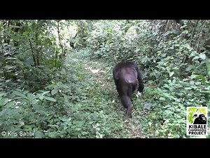 Kanywara Chimpanzees: Dominance Displays