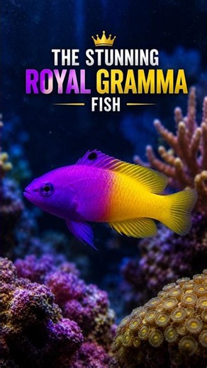 Royal Gramma