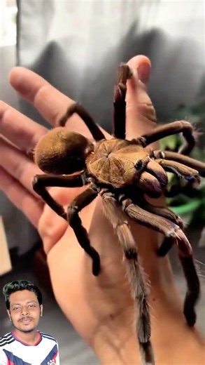 Before & After Animal Growing Up | Amazing Wildlife Transformation #shorts #animals