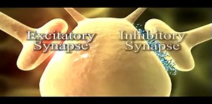 synapse  and neurotransmitter