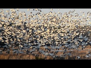 Flock of birds flying with sounds