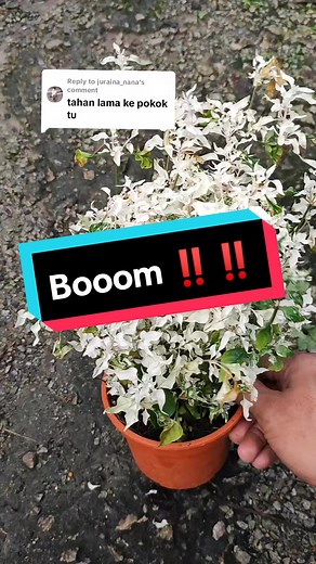 Pokok Salji Ramai: Tips Penjagaan dari Mat Bunga