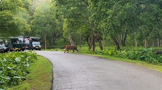 Magge. Kabini’s queen. Her story continues. 🐅 | Vineeth CK