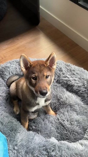 Vidéos de Inoxleshinobi (@inoxtag) avec Sensual Seduction - Snoop Dogg