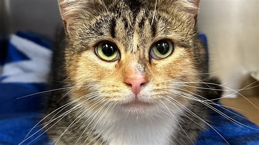 It's a great time to adopt a dog or cat from a Jersey Shore animal shelter. Here's why