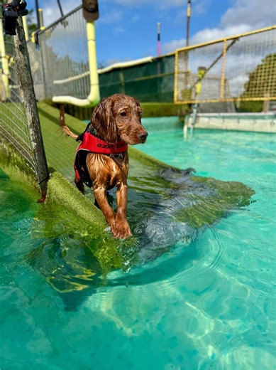 Bobbys first swim, we was ment to be going again this weekend but he had a sore ear 😭 he can’t wait to see his friends Elmo and Neville again for a swim 💕#dogsoftiktok #spanielsoftiktok #cockerspanielsoftiktok #swimmingdog