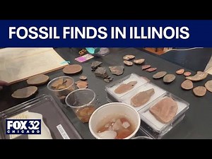 300 million-year-old fossils found in Illinois on display at Field Museum