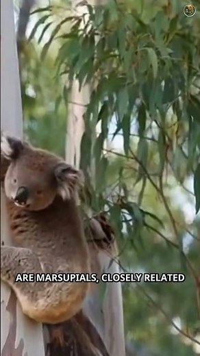 Koalas Are Not Bears: The True Marsupial Story #Shorts