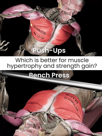 🏋️‍♂️💪 𝗕𝗲𝗻𝗰𝗵 𝗣𝗿𝗲𝘀𝘀 𝘃𝘀. 𝗣𝘂𝘀𝗵-𝘂𝗽𝘀: Which is better for muscle hypertrophy and strength gain? 🤔 A study conducted by Kikuchi and Nakazato (2017) aimed to address this question. Participants in the push-up group had their load adjusted based on their pre-intervention 1RM bench press, ensuring consistency among participants. Regular push-ups represented approximately 65% of body weight, while kneeling push-ups were around 50% of body weight, allowing for fair load comparisons. O