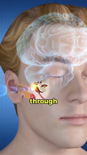 The Science Reason behind Feels weird when listening to own voice