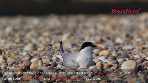 Little tern facts: identification, behaviour and conservation threats