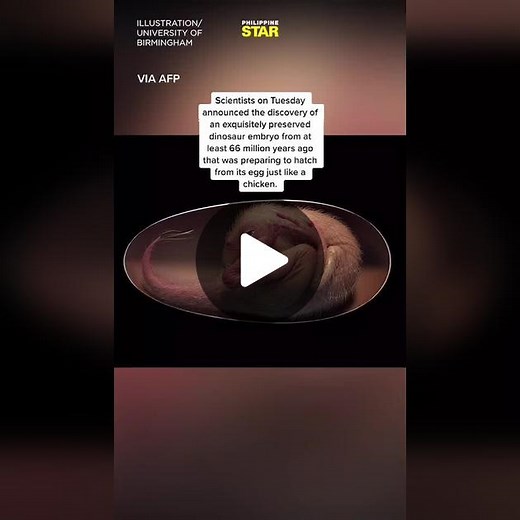 Dinosaur Embryo Discovery: Baby Yingliang Prepares to Hatch