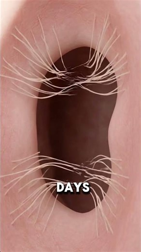 Why Do Scars Form? The Truth About Skin Healing 🧬✨