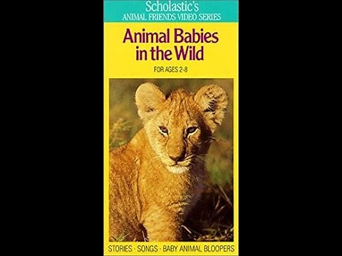 Opening to Animal Babies in the Wild 1987 VHS (1995 WHV Reprint, Redone with Capture Card)