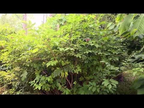 Food Forest Guild - Black Walnut Example